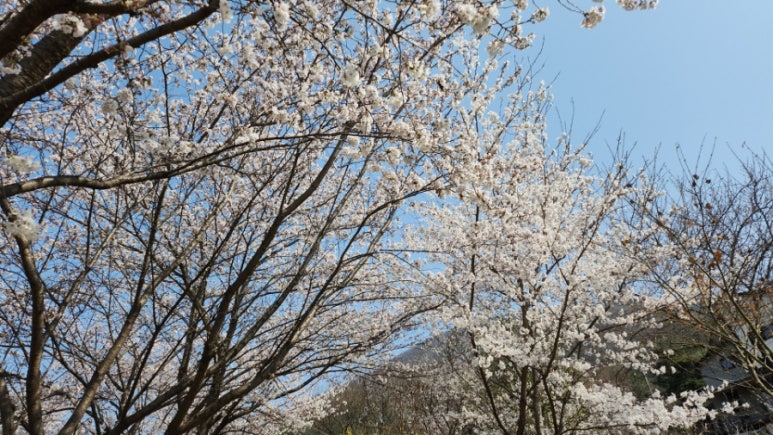 춘천양봉원 이미지