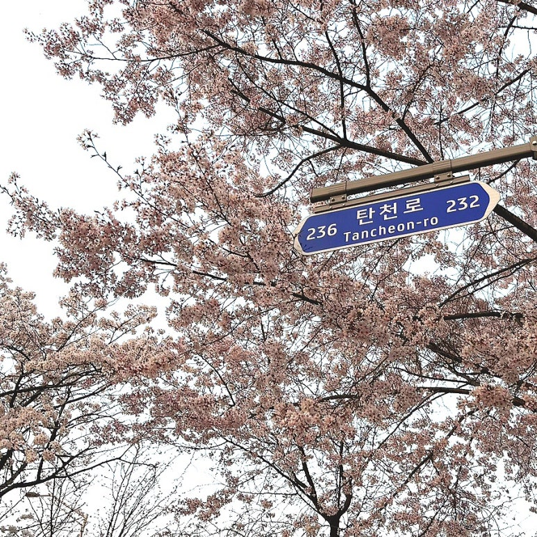 명랑핫도그분당 이미지