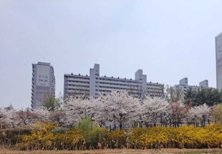 감바우옹심이 이미지