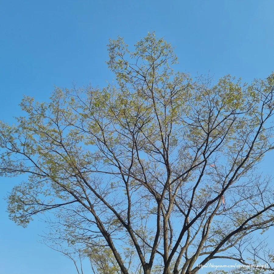 더리터구미 이미지