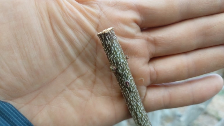 하동산초농장 이미지