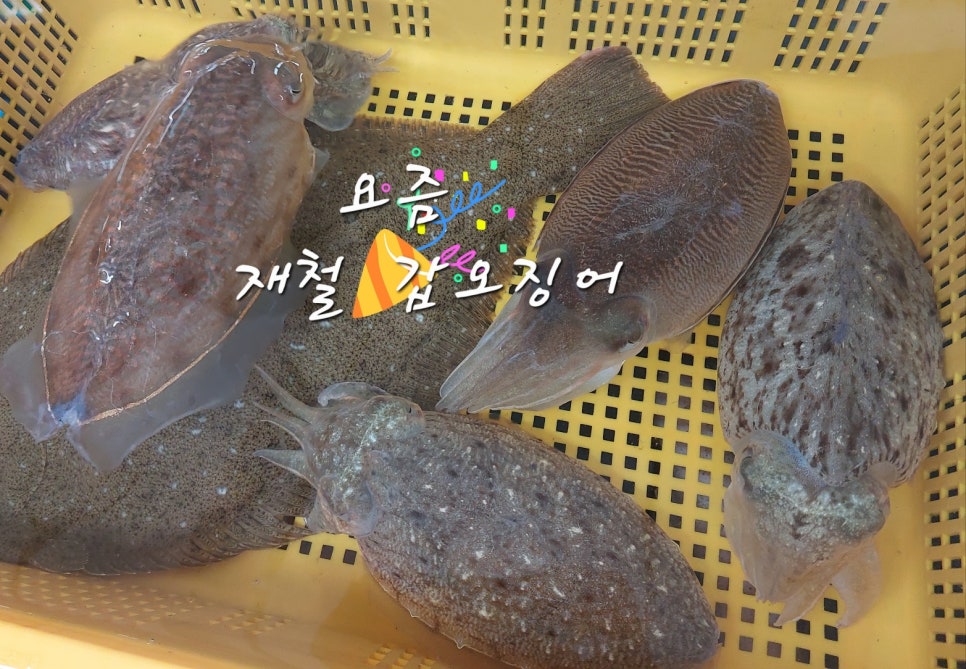 천금호 이미지