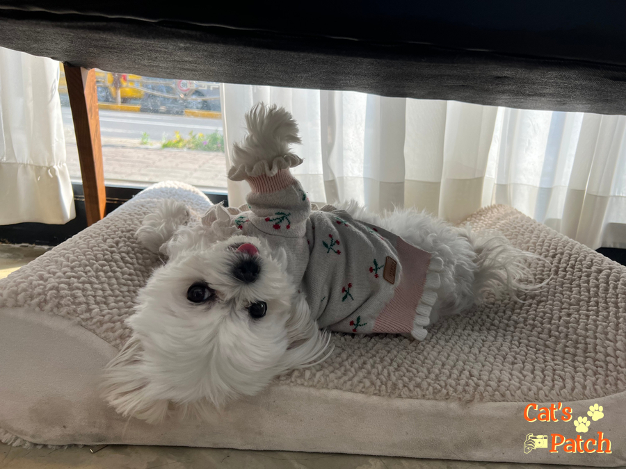 딜리버스튜디오 이미지
