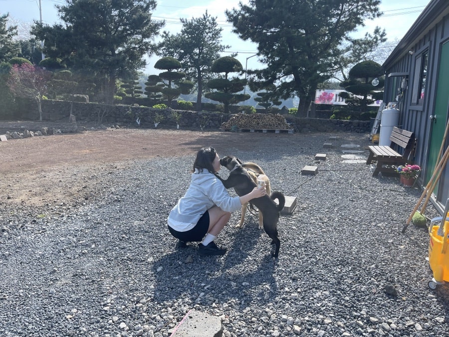 도우보이 이미지