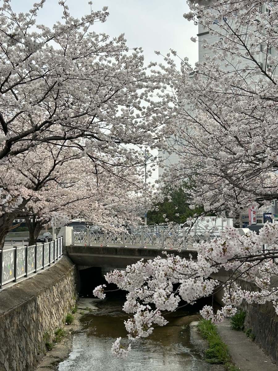 수니플레르 이미지