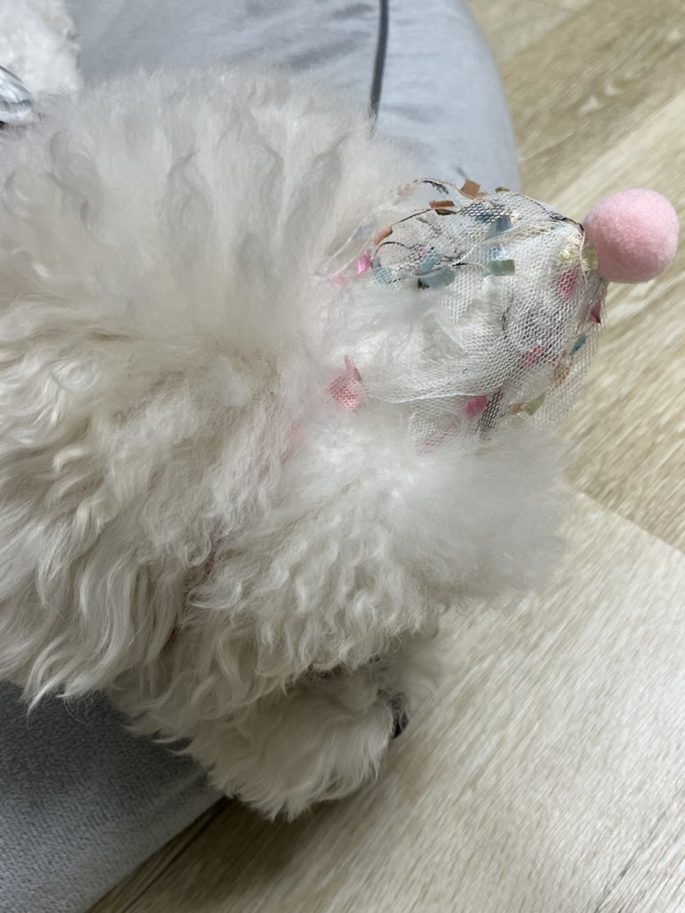 냥츠 이미지