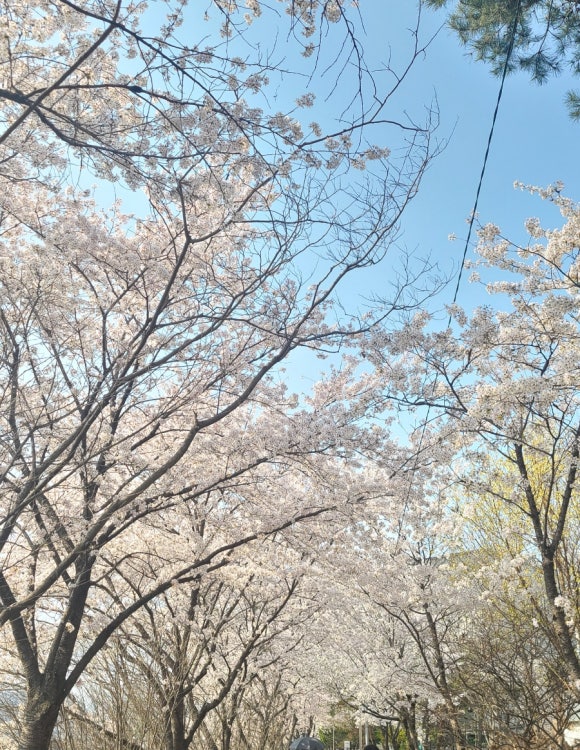 고기듬뿍대왕비빔밥대전 이미지
