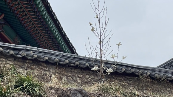 목련헤어 이미지