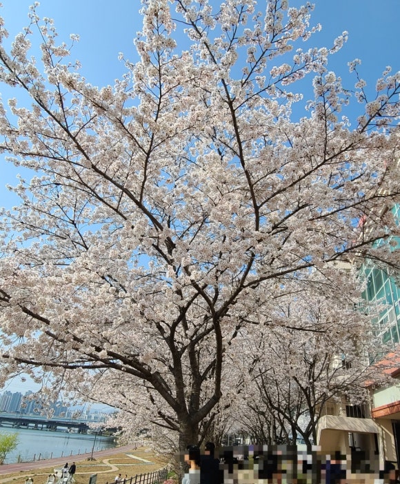 고기듬뿍대왕비빔밥대전 이미지