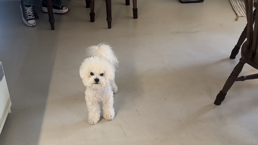ToFFu(토푸) 이미지