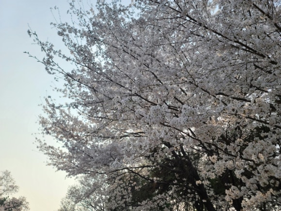 알로하리안 이미지