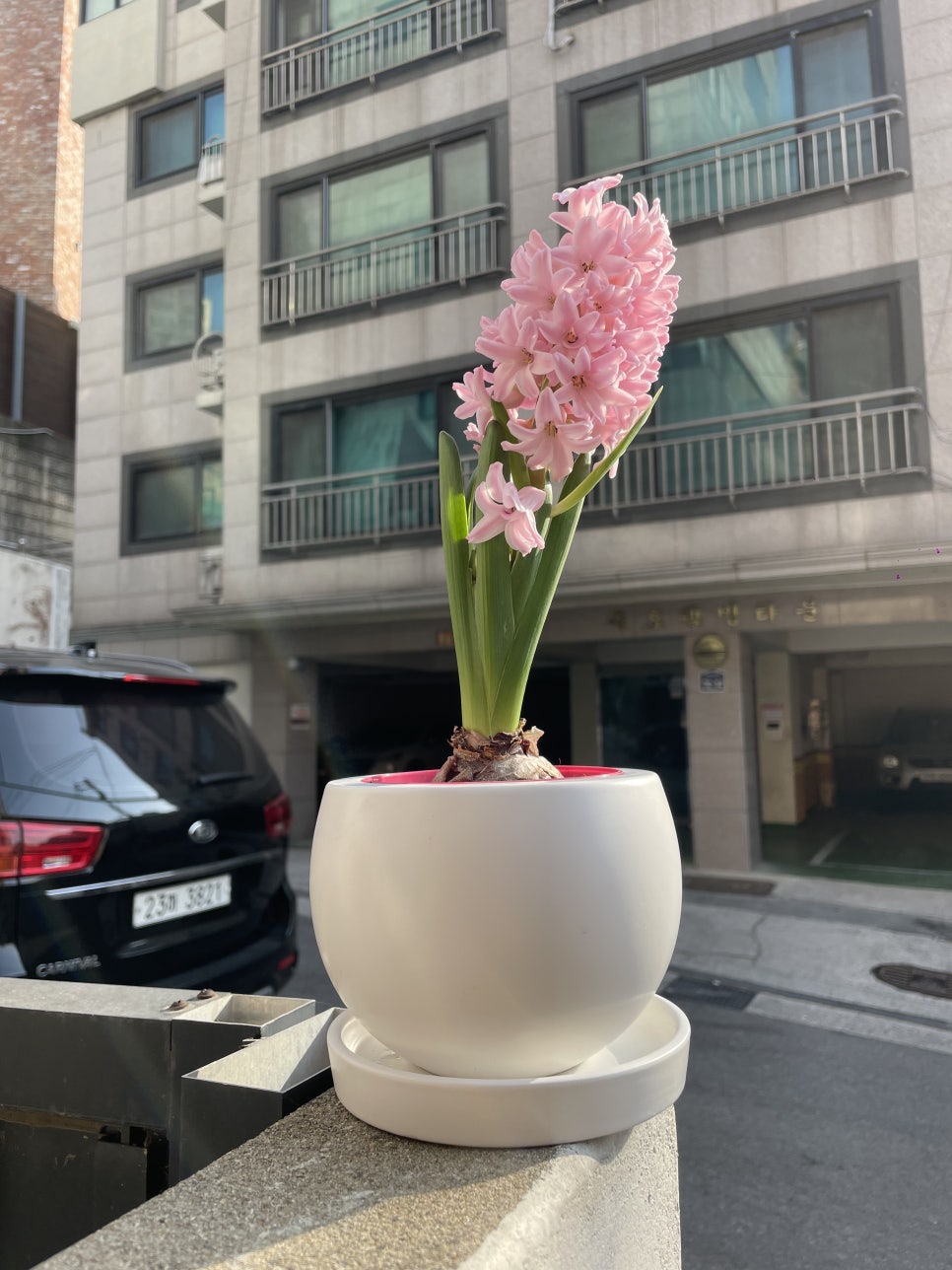 헤라클린스 이미지