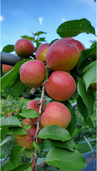 애프리코트(APRICOT) 이미지
