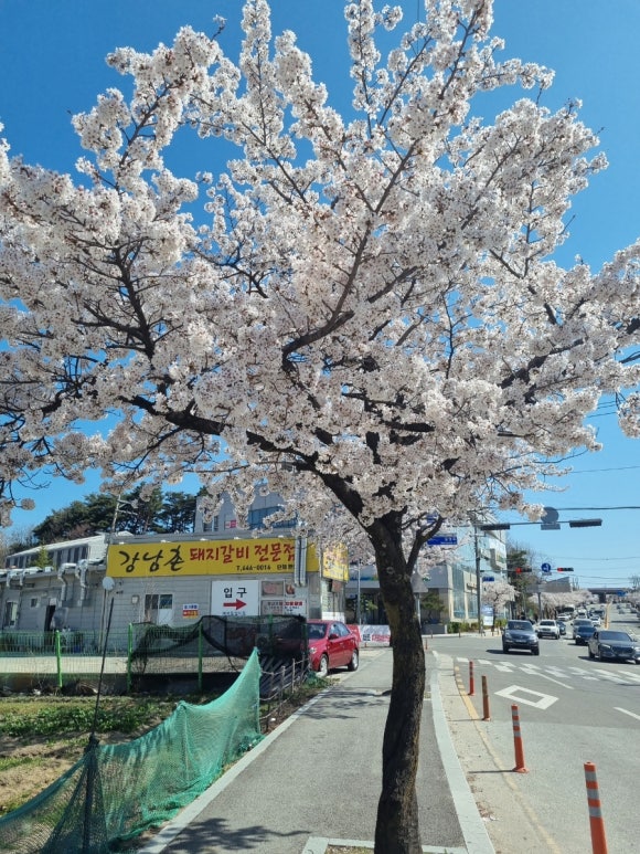 강릉춘천산골닭갈비앤막국수 이미지