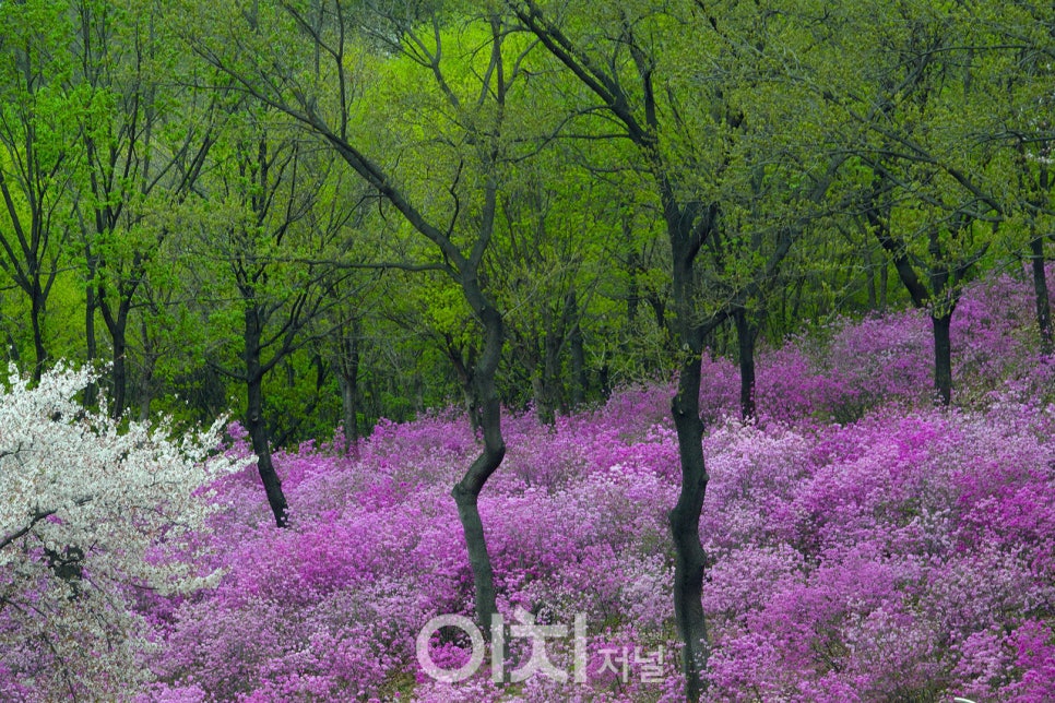 진달래꽃화원 이미지