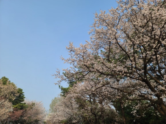 알로하리안 이미지