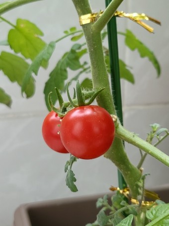 식물;마지 이미지