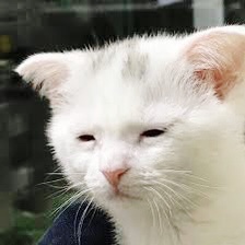 돈까스나라 이미지