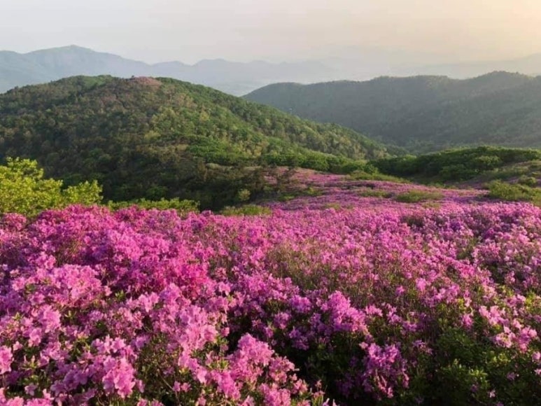 비라르고 이미지