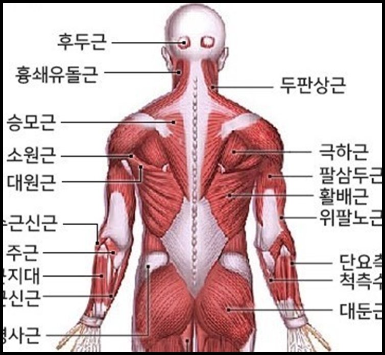 아놀드홍짐 이미지