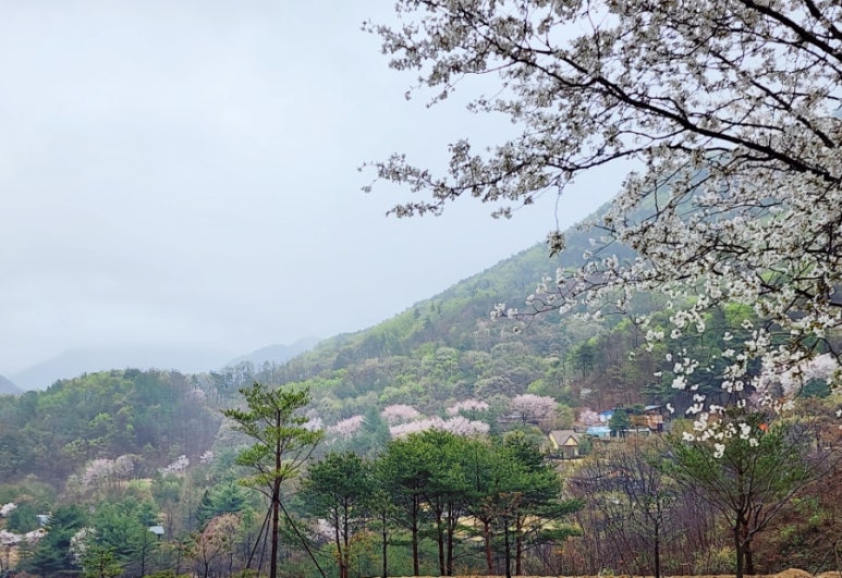 산꽃벚꽃오토캠핑장 이미지