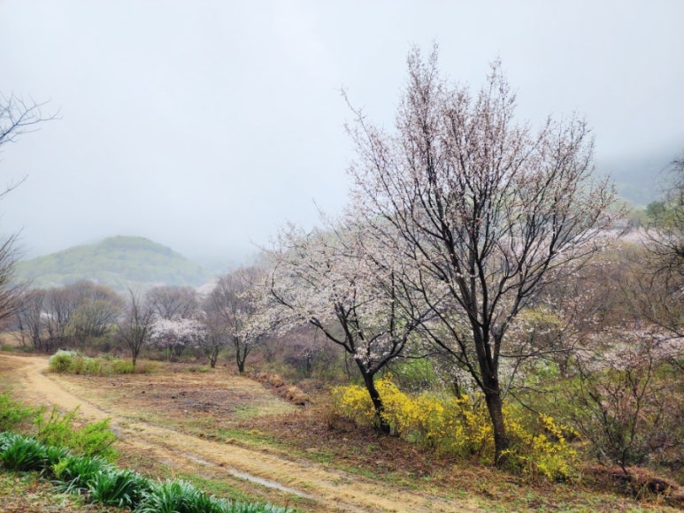 산꽃벚꽃오토캠핑장 이미지