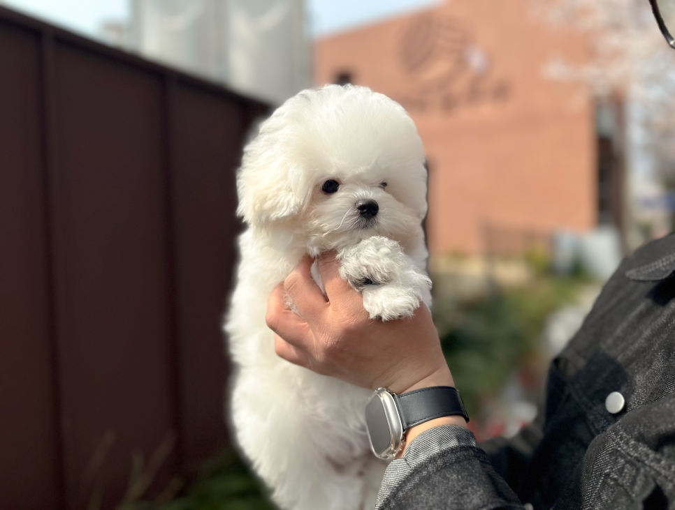 오또베베 이미지