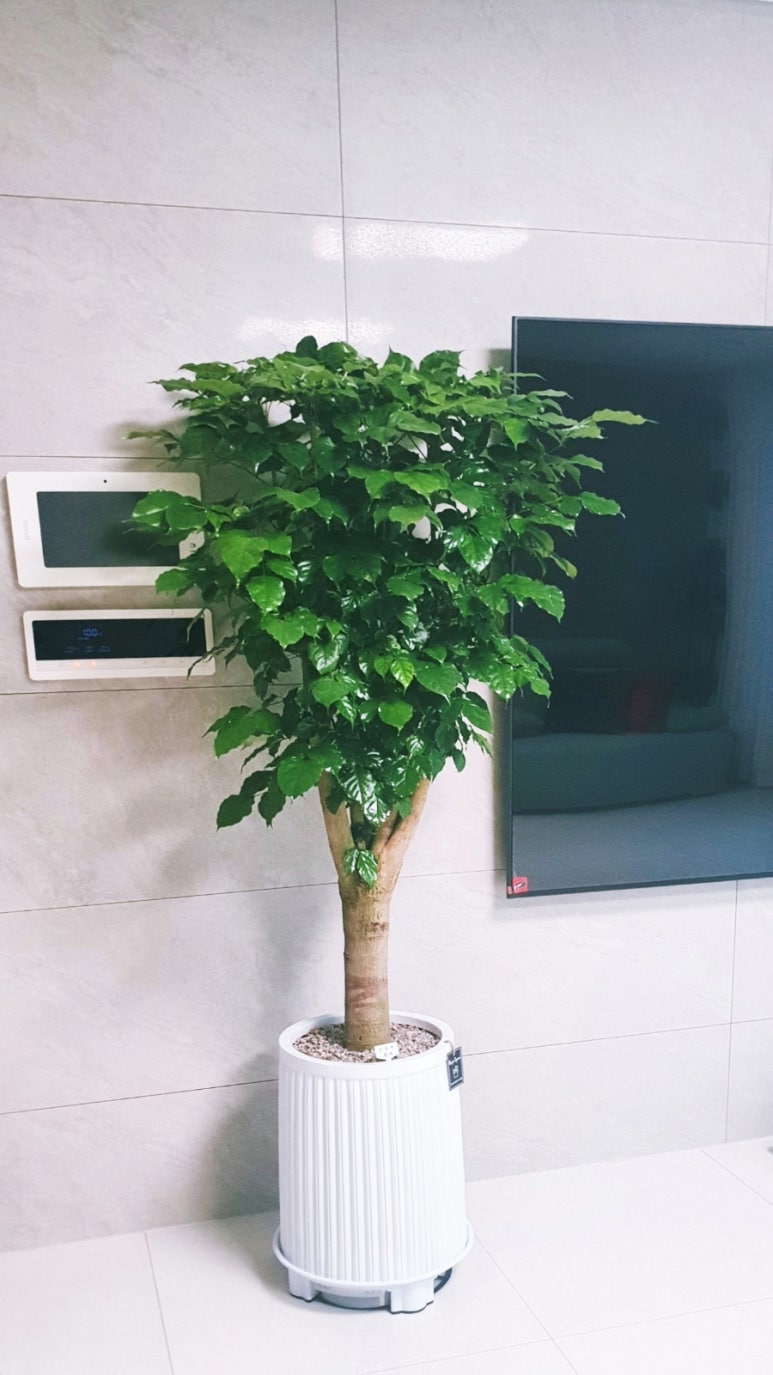 상록수화원 이미지