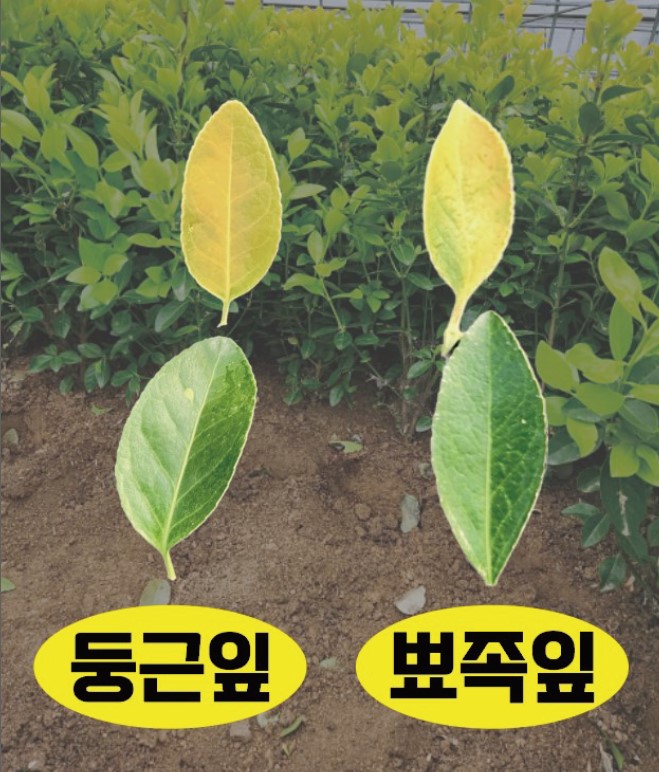 정가네농원 이미지