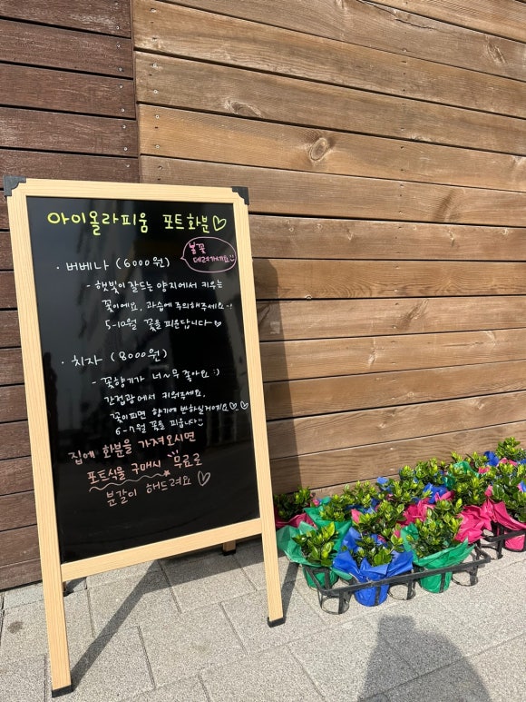 아이올라피움 이미지