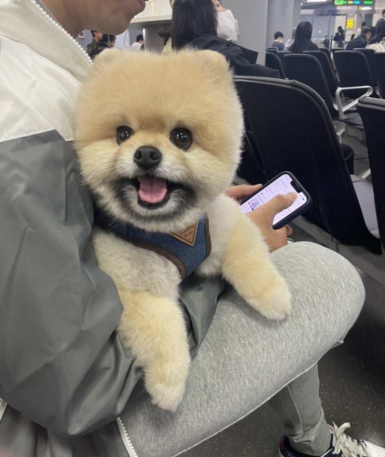 복자몸국 이미지