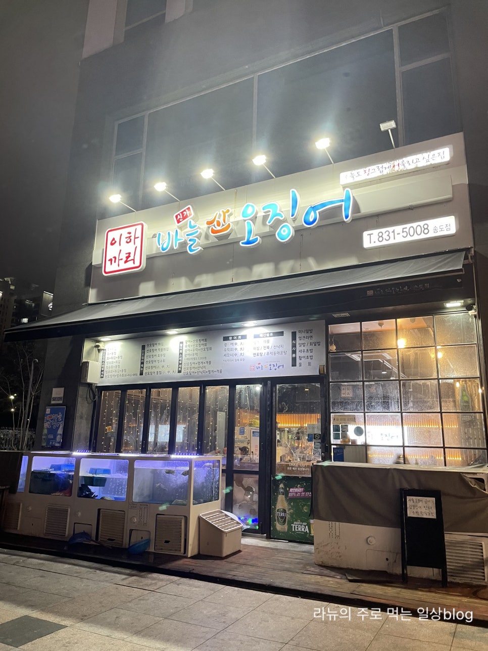 신가바늘산오징어 이미지