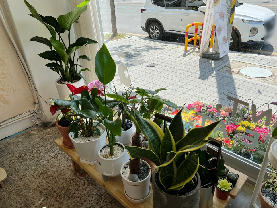 심고;바라보다 이미지