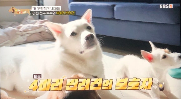 빽곰댄스 이미지