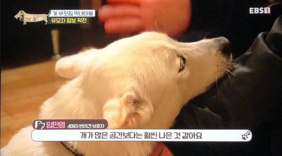 빽곰댄스 이미지