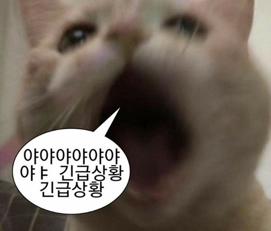 웨어하우스피자문덕점 이미지