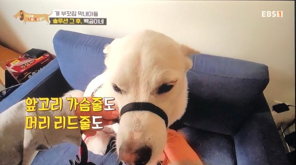 빽곰댄스 이미지