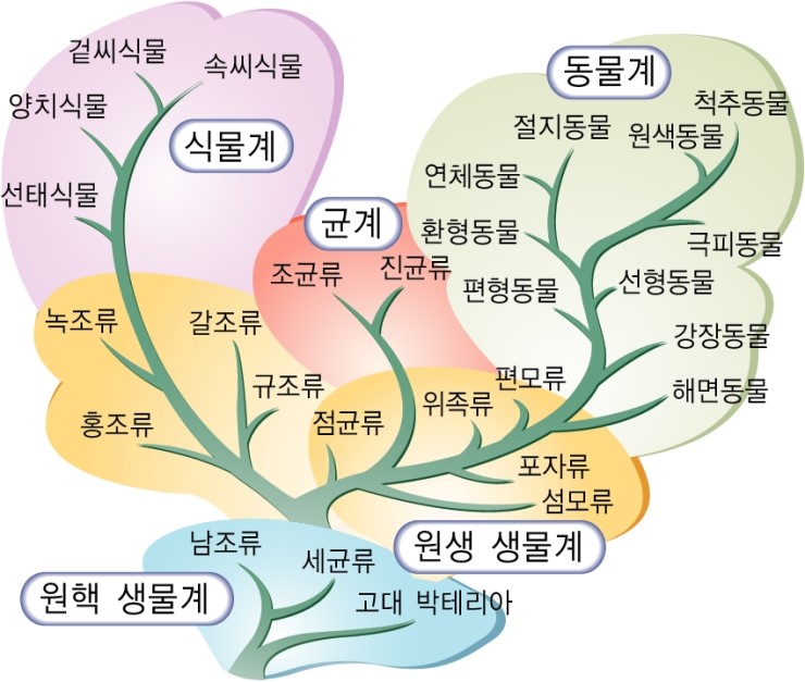 사람 - 계 문 강 목 과 속 종 - 호모사피엔스 : 네이버 블로그
