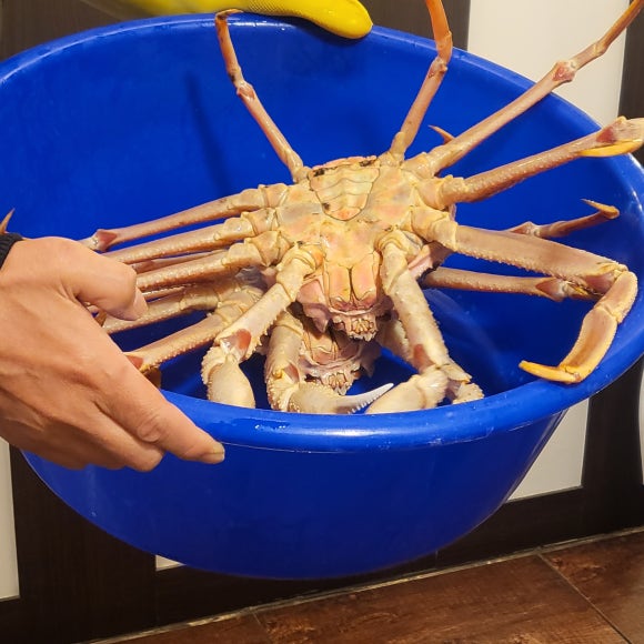 청년대게 이미지