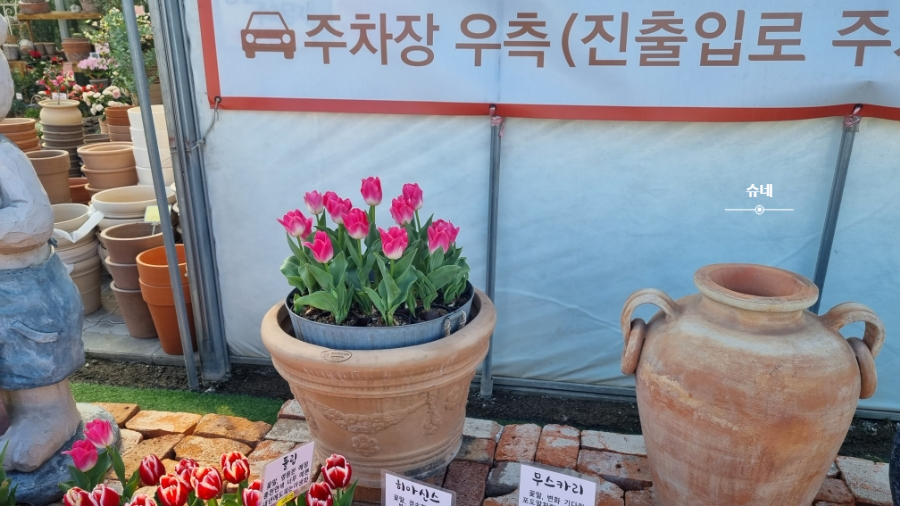 예쁜금송꽃 이미지