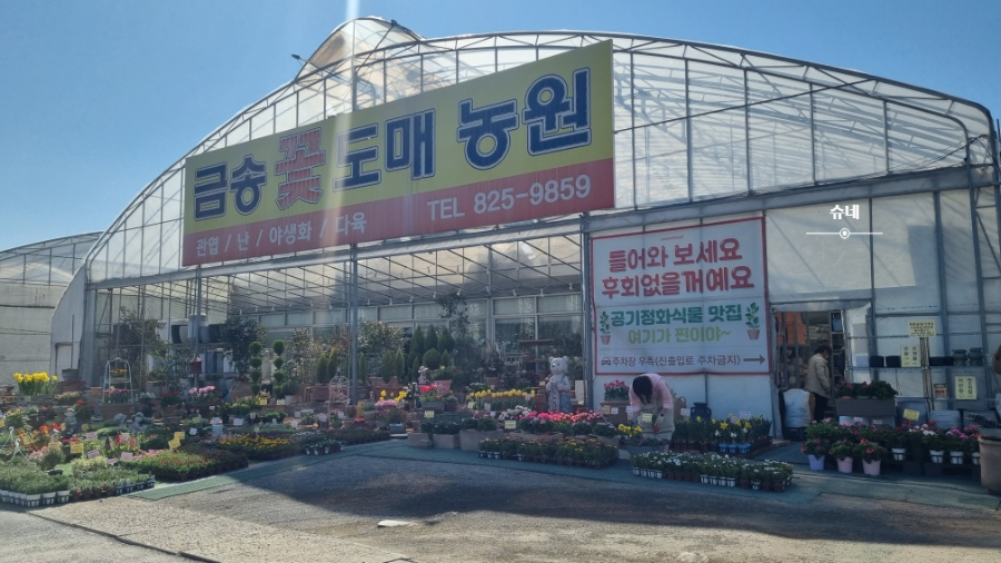 예쁜금송꽃 이미지