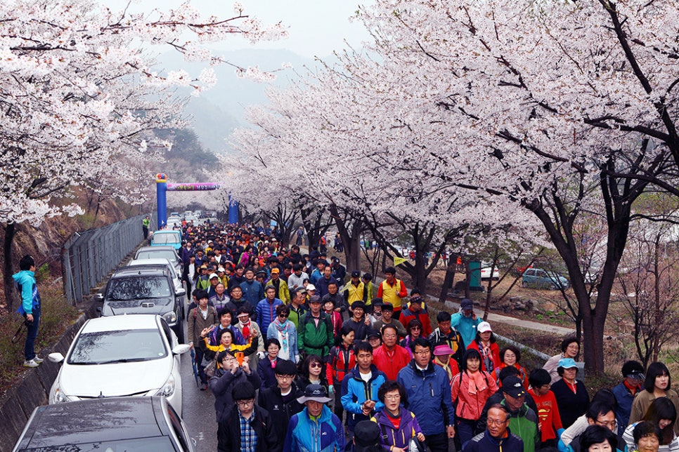 산꽃벚꽃오토캠핑장 이미지