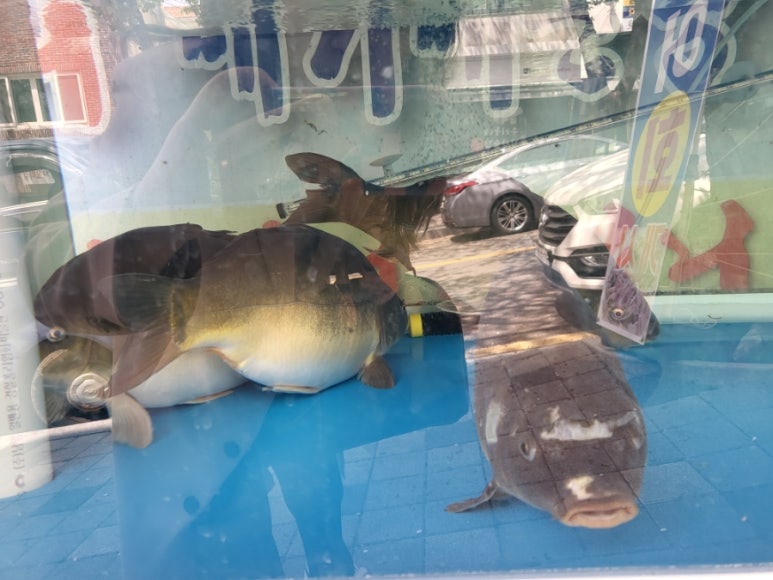 삼복회집 이미지