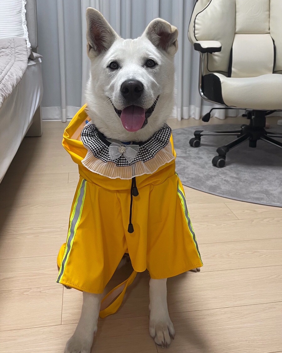 루키독(Looky DOG) 이미지