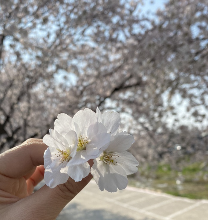 도다미 이미지