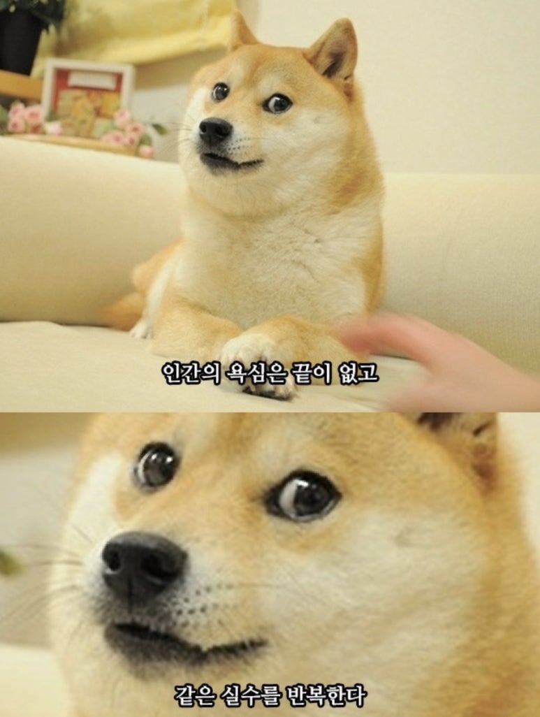 알아 이미지