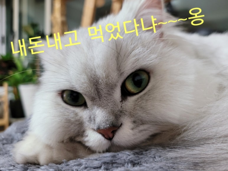 설봉국수 이미지
