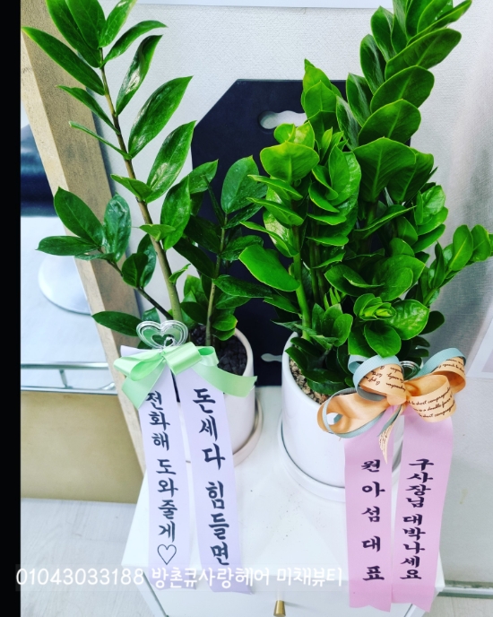 큐사랑미채뷰티 이미지