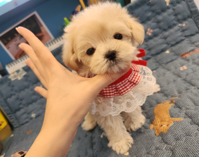 푸른들동물병원 이미지