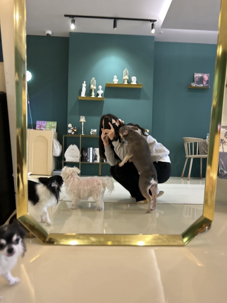 히포파통 이미지